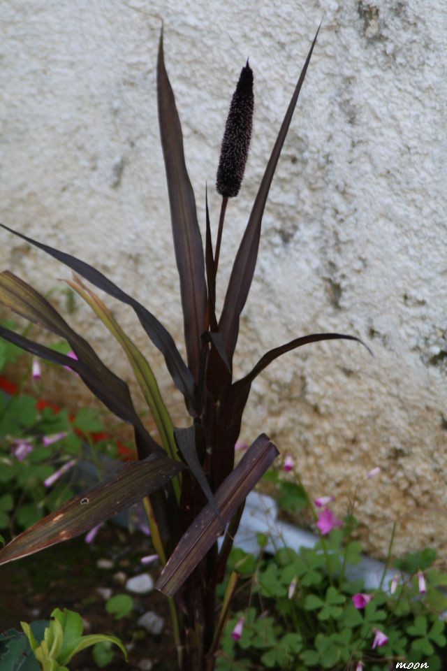 Pennisetum Purple majesty